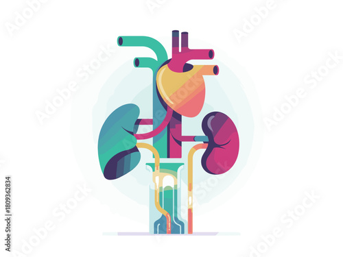 Stylized Human Anatomy Illustration: Heart, Kidneys, and Vessels in a Laboratory Beaker for Medical, Educational and Scientific Visual Communication and Presentations on Healthcare