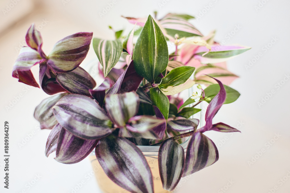 Fototapeta premium Close-up of striped green and purple leaves of Tradescantia zebrina