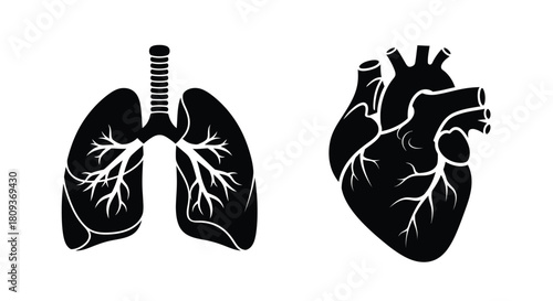 Anatomical illustration of human lungs and heart showcasing internal structures