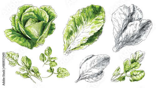 Fresh Green Salad Leaves Cooking Vector Set with Outlines for Culinary Designs