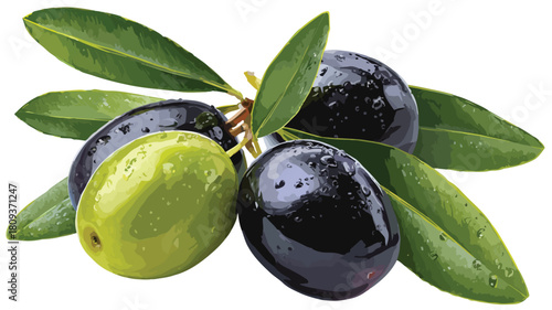 Fresh Ripe Olive Black Green Fruit Vector with Outline