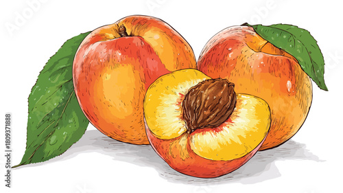 Vibrant Set of Fresh Whole and Halved Juicy Peach Fruit Vector Illustrations