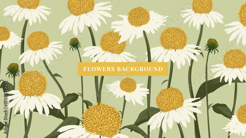 Abstract Floral Background With White Daisies. Botanical summer illustration with hand draw echinacea flowers on a green background. Vector design for banners, covers, postcards
