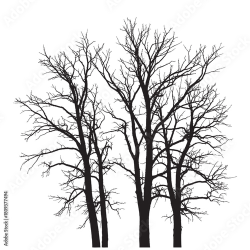 A group of bare trees with intricate branches silhouetted against a white background in a stark monochrome image