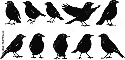 Black bird silhouette collection featuring diverse poses, perched and flying positions, elegant songbird vector set for nature illustrations, wildlife graphics, 