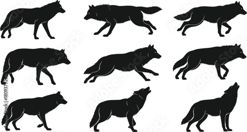 Collection of detailed wolf silhouette poses showcasing walking, standing, running, and howling motions in elegant vector illustration for wildlife, nature, animal design, and graphic projects