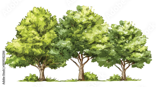 Fototapeta Naklejka Na Ścianę i Meble -  Trees isolated on white background