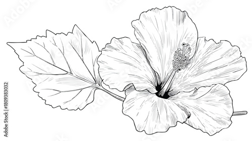 Vibrant Hibiscus Flower and Wild Leaf Coloring Page Vector