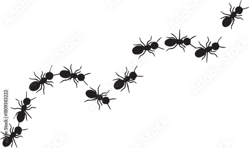 Black ants marching in a curved line on white Keywords: ant, ants, insect, insects, bug, bugs
