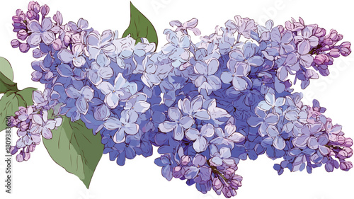 Vibrant Lilac Syringa Flowers in Full Bloom Vector with Outline