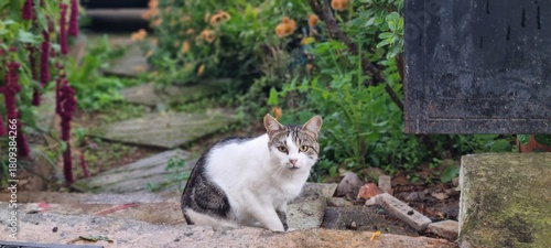 cat in the garden