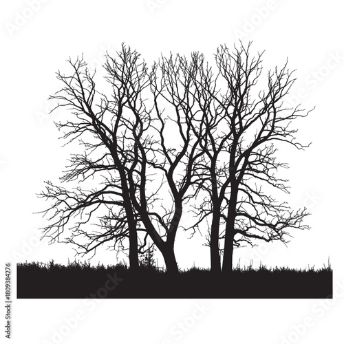 A silhouette of several bare trees with intricate branches against a white background in winter scene