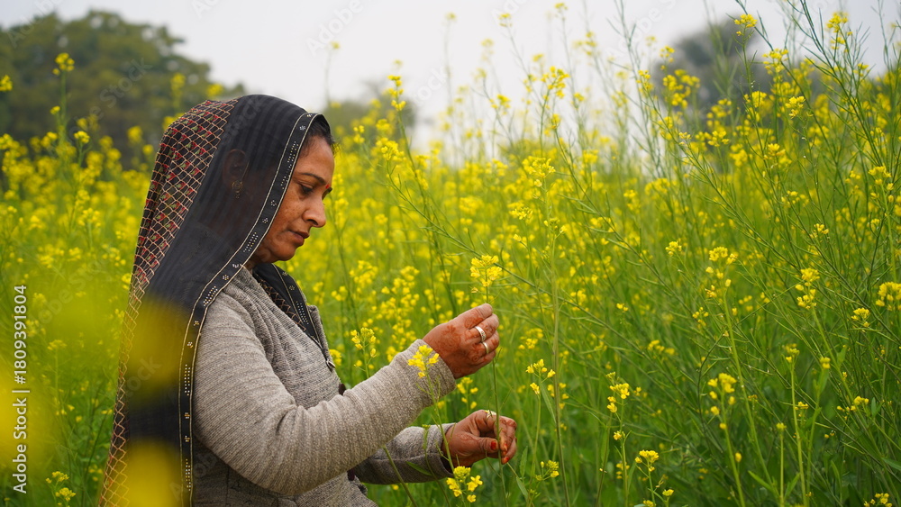 Fototapeta premium Female farmer inspecting healthy black mustard crop in rural India. South Asian woman among Brassica nigra plants with fresh yellow flowers. Intense lady wearing saree and winter clothes.