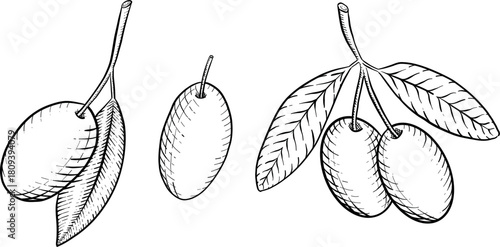 Illustration of Various Types of Italian Food in black and white engraving style. Perfect for menu decorating, packaging or printing