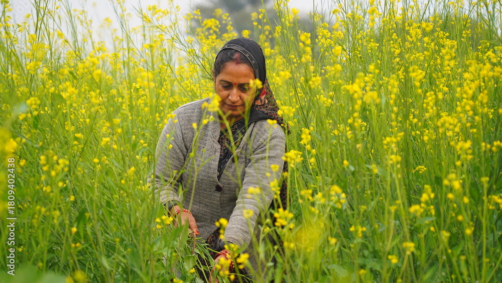 Fototapeta premium A happy female farmer standing in mustard field and hand holding a sickle. Confident woman cutting or harvesting crop in the winter season. Lady wearing saree. Rural Agriculture concept India.