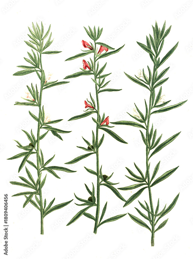 Obraz premium Antirrhinum officinarium, sylvestre album, minus flore, Varianten des Löwenmaul