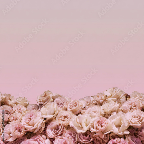 Pale Pink Roses Filling the Lower Half of a Soft Pink Background