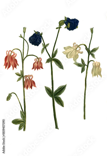 Aquilegia, Varianten der Akelei