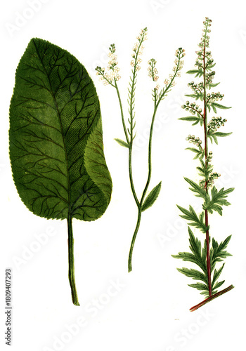 Bild auf Leinwand Armoracia seu raphanus rusticanus und Artemisia vulgaris und Artemisia picta