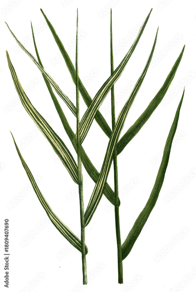 Fototapeta premium Arundo pratensis und Arundo pratensis variegata