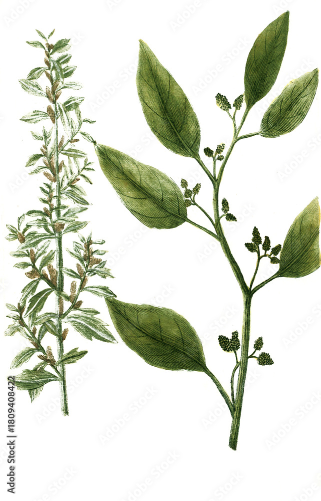 Naklejka premium Atriplex seu blitum polyspermon dictum und Atriplex sylvestris angustifolia, Pflanzengattung innerhalb der Familie der Fuchsschwanzgewächse