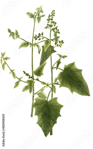 Schilderij op canvas Atriplex foetida seu vulvaria, Stinkende Melde und Atriplex pes anserinus dictu,