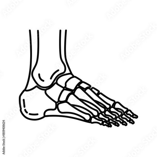 Human foot skeleton illustration, anatomical structure of bones, medical diagram isolated on