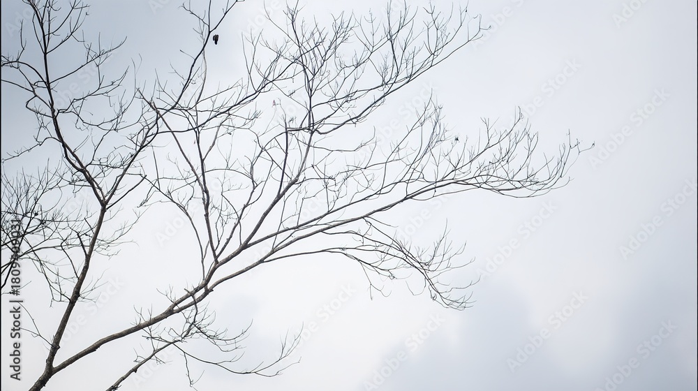 Obraz premium twig. Leafless tree branches against winter sky, clean silhouettes, natural patterns. lifestyle magazines, social media lookbooks, designed for influencer and brand collaborations, used by teachers.
