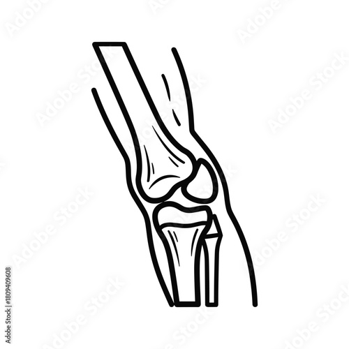 Human knee joint anatomy illustration showing bones, ligaments, and cartilage for medical education