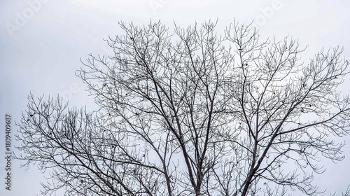 Wallpaper Mural twig. Leafless tree branches against winter sky, clean silhouettes, natural patterns. lifestyle magazines, social media lookbooks, designed for influencer and brand collaborations, used by teachers. Torontodigital.ca