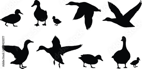 Silhouette collection of ducks and ducklings in various poses on white