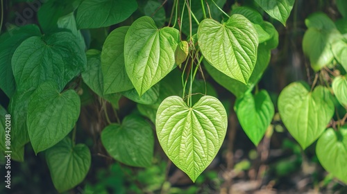 kava. Pacific islands kava pepper plant with heart-shaped leaves under tropical sunlight. gardening catalogs, home-decor guides, designed for home decor and floral branding.
