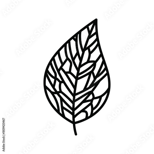 Leaf with intricate vein pattern, representing nature, isolated on