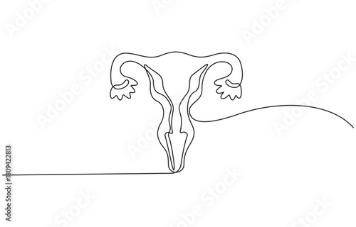 Continuous one line drawing Uterus and ovaries, organs of female reproductive system and women's day conpect vector illustration.