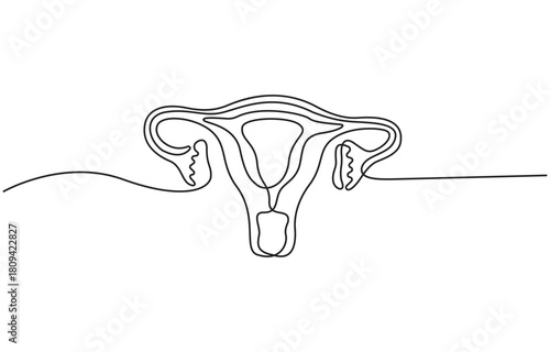 Continuous one line drawing Uterus and ovaries, organs of female reproductive system and women's day conpect vector illustration.
