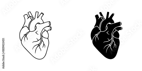 Anatomical heart illustration showing the organ in black and white isolated on