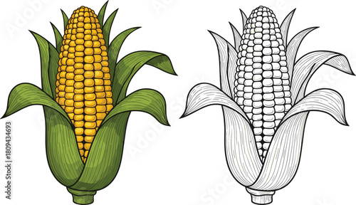 Detailed Vintage Engraving Style Vector Illustration of a Ripe Ear of Corn with Husk, Representing Agriculture, Harvest, Food, and Autumn Concepts.