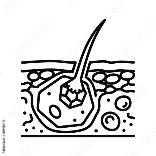 Hair follicle icon isolated on, a structure in the skin that produces hair