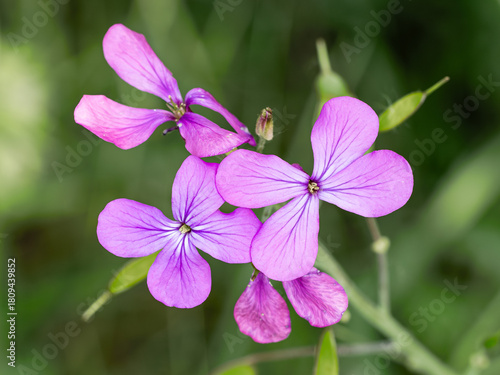 Honesty flowers bloomed in spring