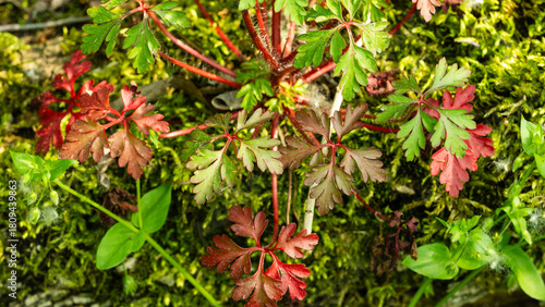 The geranium purpureum and its colors