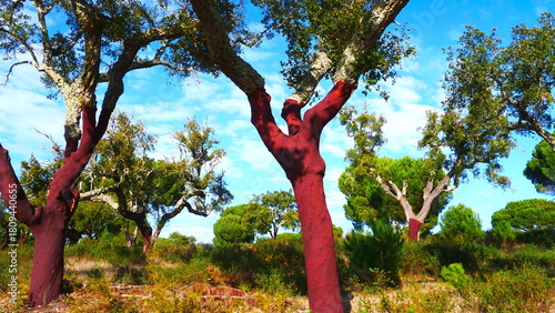 cork oak, Quercus suber, with red trunks, freshly peeled 1004