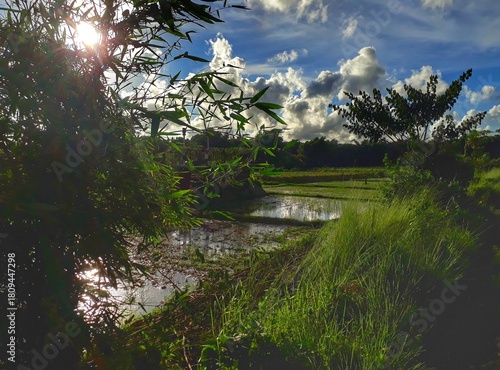 Paddy field with dramatic sky and sun flare