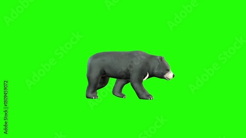 Black Bear Walk green background