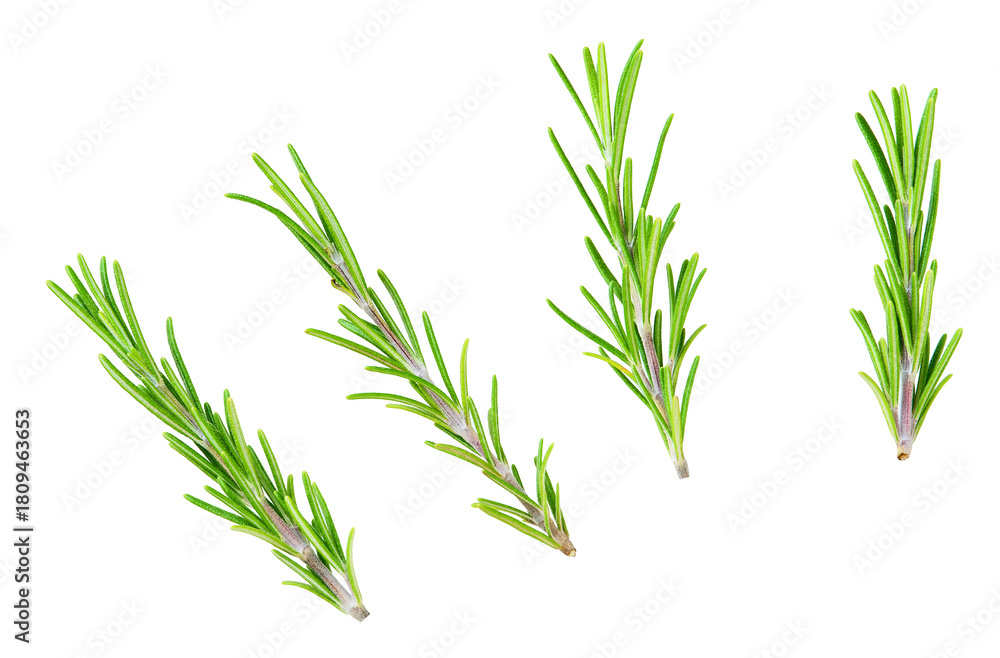Fototapeta premium rosemary isolated on a white background, macro shot. aromatic rosemary isolated.