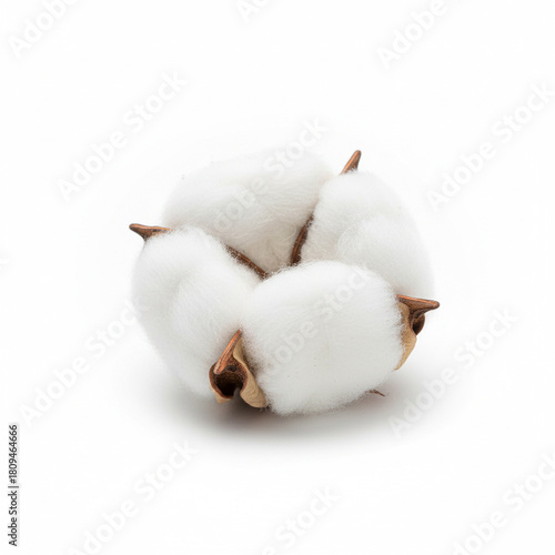 single, fluffy cotton boll with the brown calyx still attached