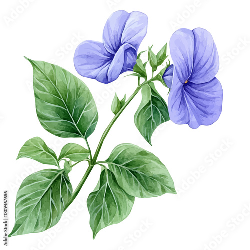 Garden Pea Flower, watercolor painting vector, isolated on a white background.