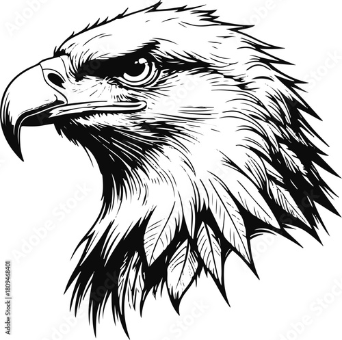 Eagle head profile line illustration, sharp beak and detailed feathers with thin black lines, isolated vector on white 2