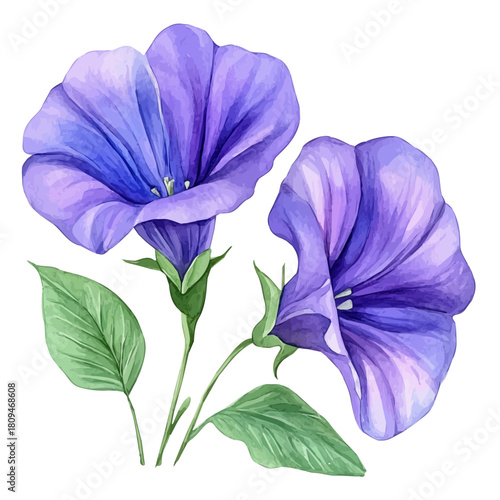 Garden Pea Flower, watercolor painting vector, isolated on a white background.
