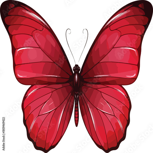 butterfly isolated on white