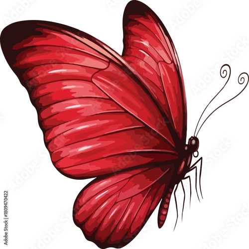 red butterfly on white background